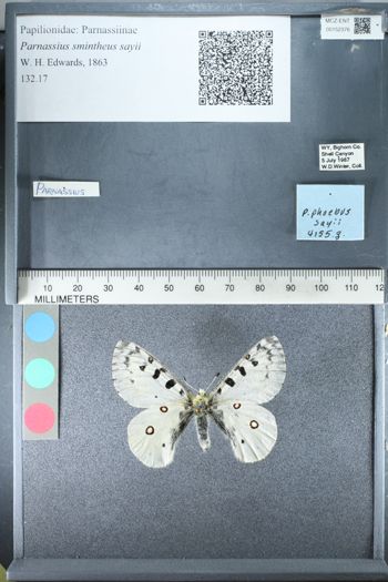Media type: image;   Entomology 152376